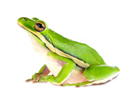 Green tree frog (Hyla cinerea)