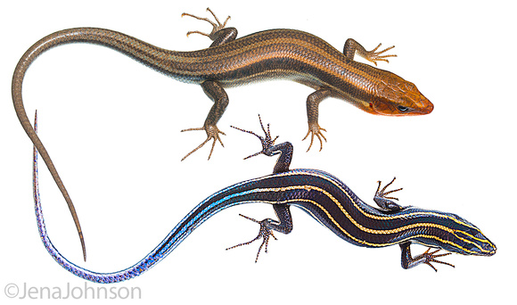 Adult (top) and juvenile 5-lined skink