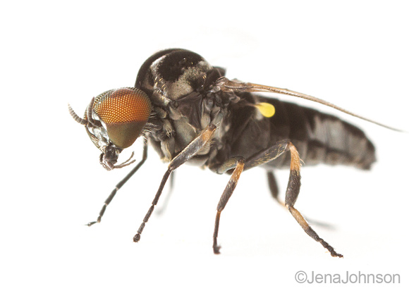 Black fly male