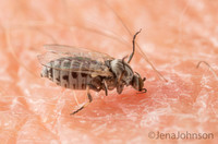 Black fly female feeding on human
