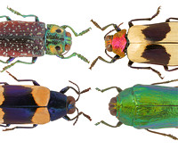 Beetles (UGA Collection of Arthropods)