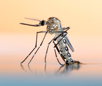 Yellow fever mosquito (Aedes aegypti) female