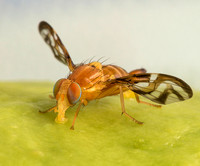 Caribbean fruit fly (Anastrepha suspensa)
