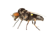 Black fly male