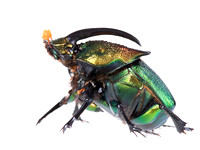 Rainbow scarab (Phaneaus vindex)