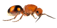 Velvet ant