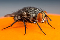 Tachinid fly (?)