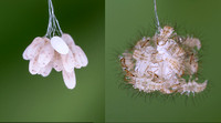 Lacewing eggs and hatching larvae