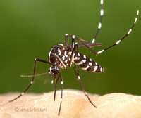 Asian tiger mosquito (Aedes albopictus)