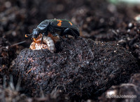 Burying beetle feeding young