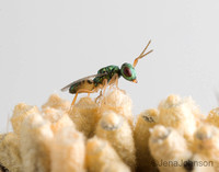Hyperparasitoid of Cotesia wasp