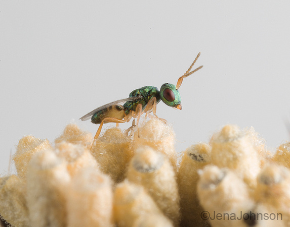 Hyperparasitoid of Cotesia wasp