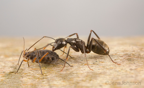 Carpenter ant tending giant bark aphid