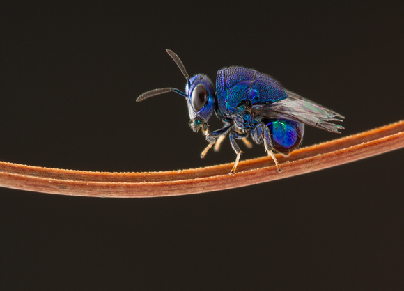 Perilampid wasp