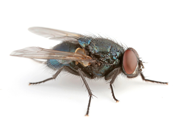 Green bottle fly