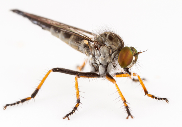 Robber fly