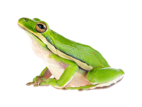 Green tree frog (Hyla cinerea)