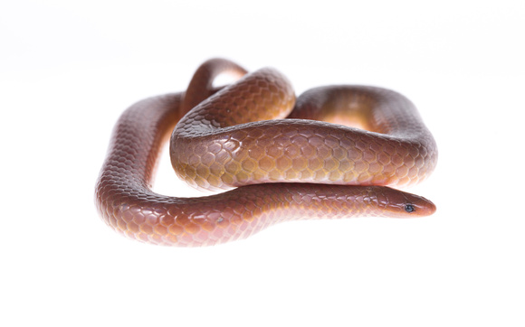 Worm snake (Carphophis amoenus)