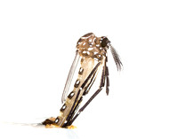 Aedes aegypti male emerging from pupa