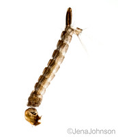 Aedes albopictus larva