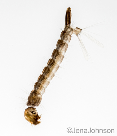 Aedes albopictus larva
