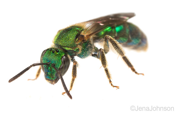 Metallic green sweat bee, Agapostemon sp.