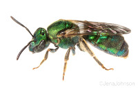 Metallic green sweat bee, Agapostemon sp.