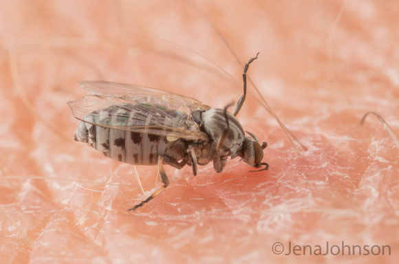 Black fly female feeding on human