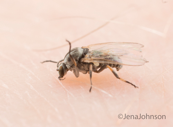 Black fly feeding on human