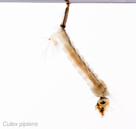 #6A.  Culex pipiens larva
