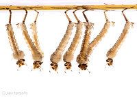 #2.  Culex tarsalis larvae, 2D