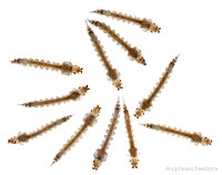 #8.   Anopheles freeborni larvae