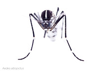 #9.  Aedes albopictus face1