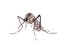 #10.  Aedes albopictus female