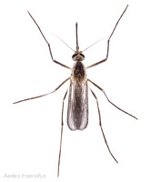 #15.  Aedes triseriatus female dorsal