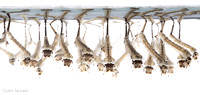 #3.  Culex tarsalis larvae, 3D