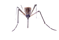 #42.  Aedes aegypti face 1