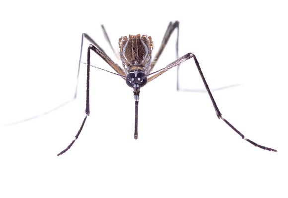 #42.  Aedes aegypti face 1