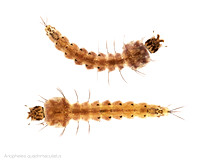 #14B.  Anopheles quadrimaculatus, larvae