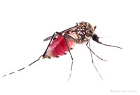 #18.  Aedes sierrensis