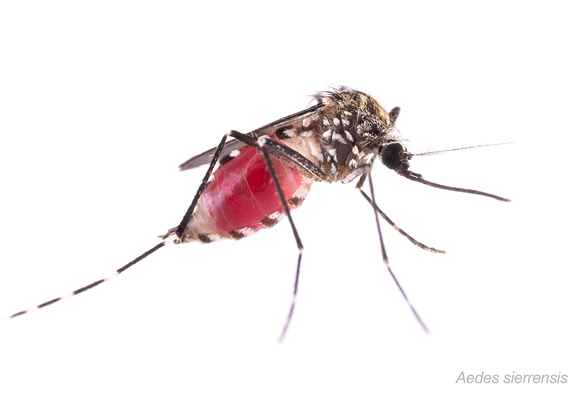 #18.  Aedes sierrensis