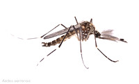 #20. Aedes sierrensis male
