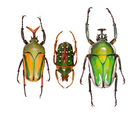 African beetles (UGA Collection of Arthropods)