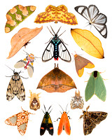 Moths of Peru