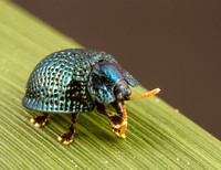 Palmetto tortoise beetle (Hemisphaerota cyanea)