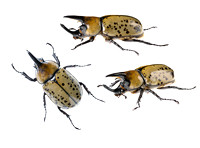 Hercules beetle (Dynastes tityus)