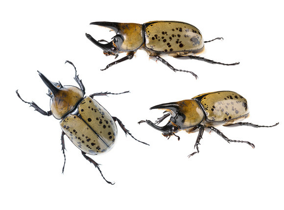 Hercules beetle (Dynastes tityus)