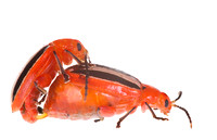 Flea beetle (Disonycha sp.)
