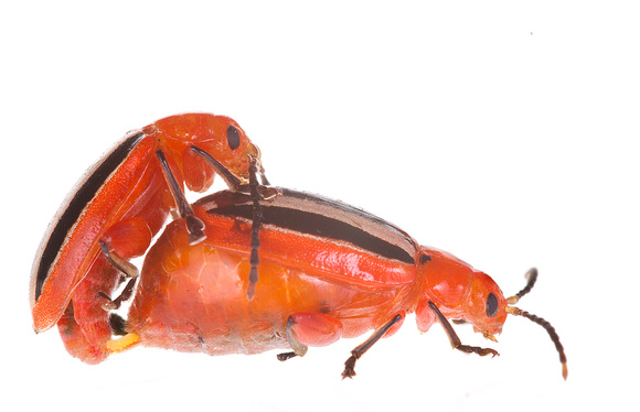 Flea beetle (Disonycha sp.)
