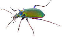 Fiery searcher beetle (Calosoma scrutator)